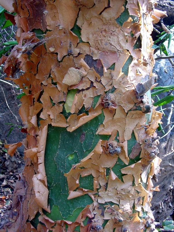 plantekey-auroville-botanical-garden