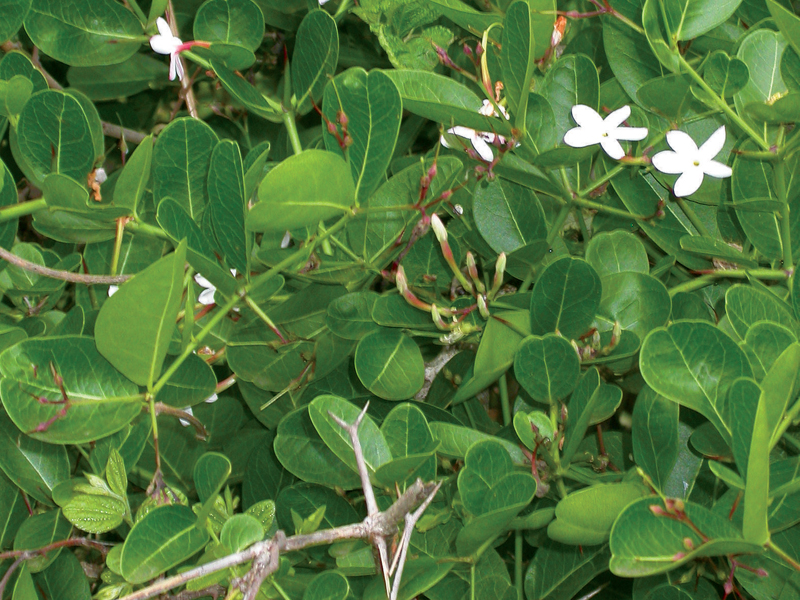 Plantekey Auroville Botanical Garden