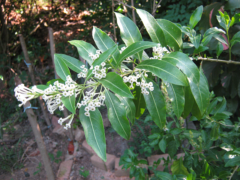 Plantekey Auroville Botanical Garden