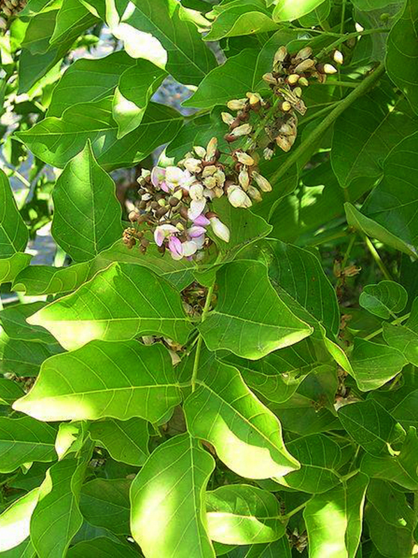 Pongamia Pinnata Individual Tree Plantekey