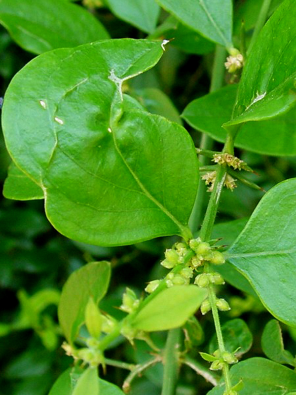 Plantekey