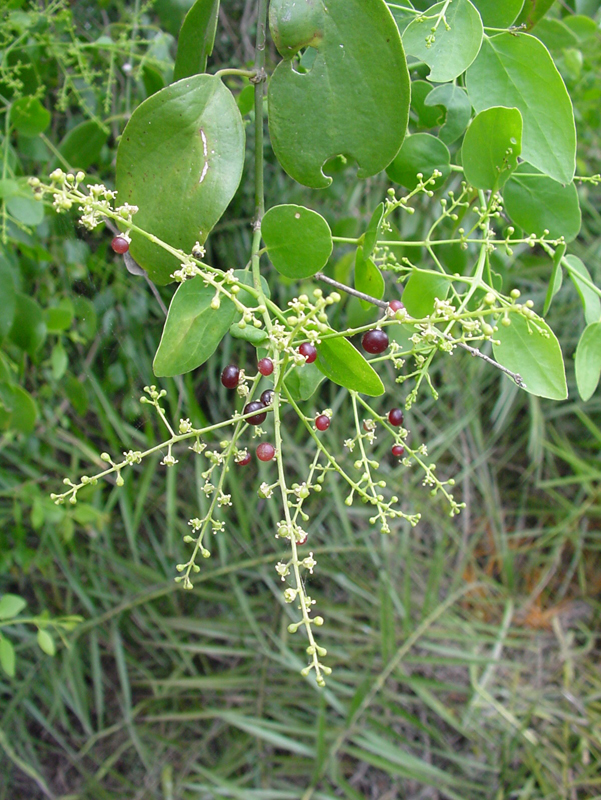 Plantekey
