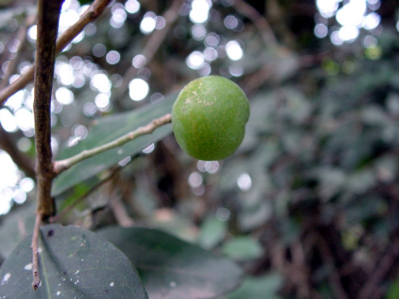 Plantekey