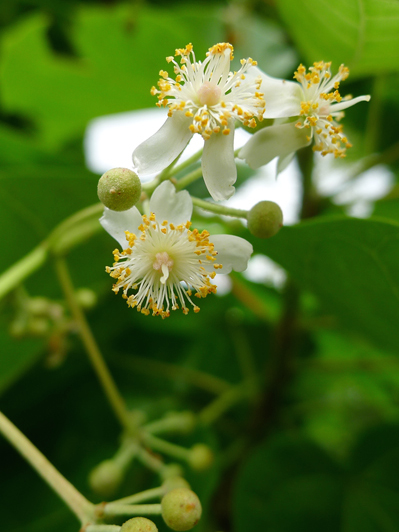 Plantekey