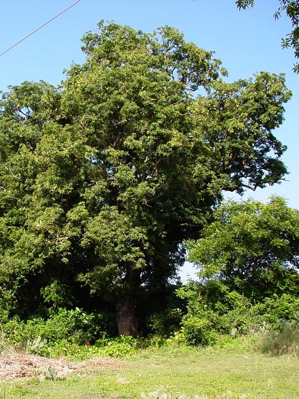 Plantekey | Auroville Botanical Garden