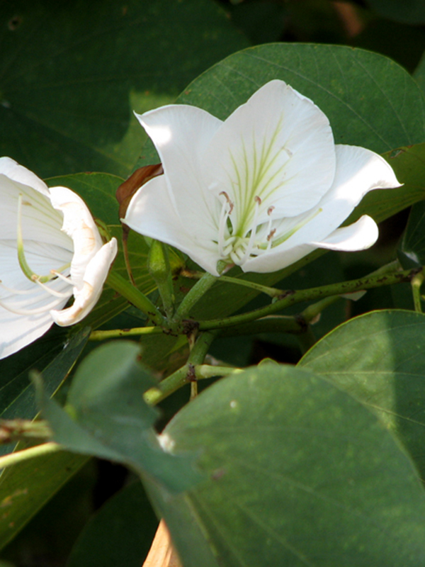 Plantekey