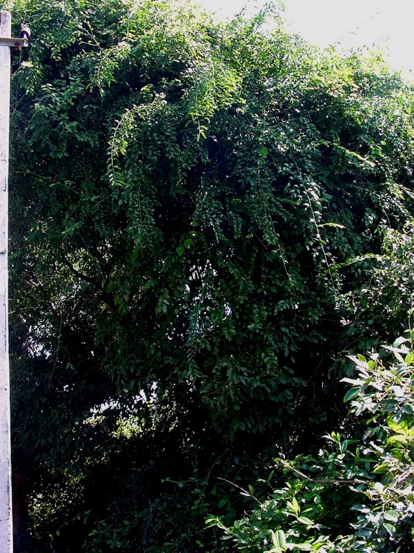 Plantekey