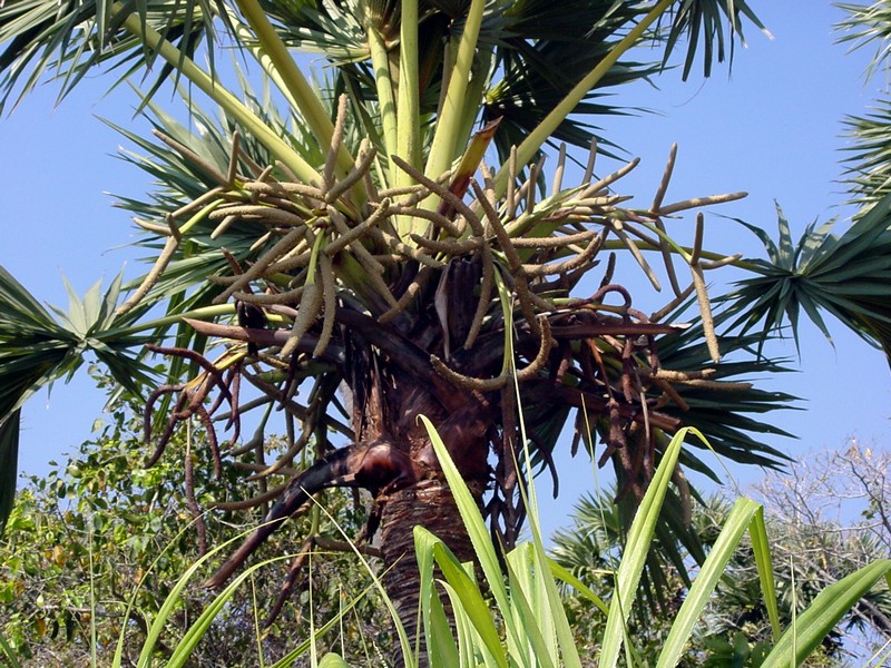 Plantekey
