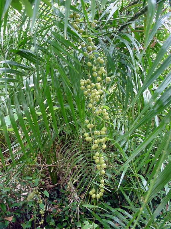 Plantekey
