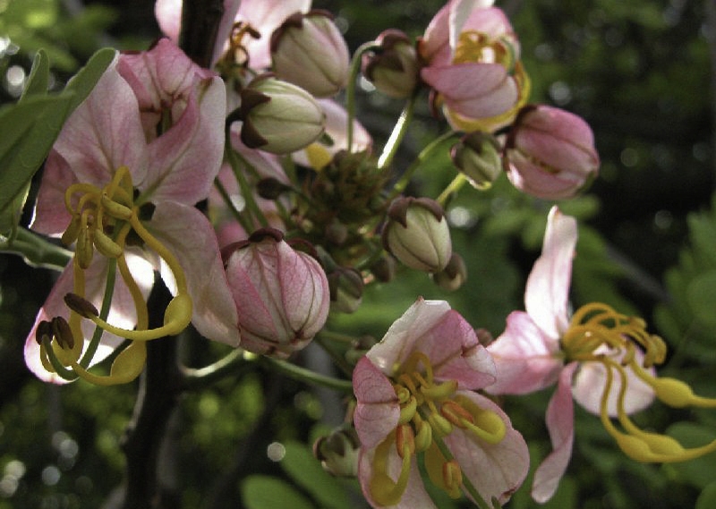 Java Ki Rani Tree Plantekey