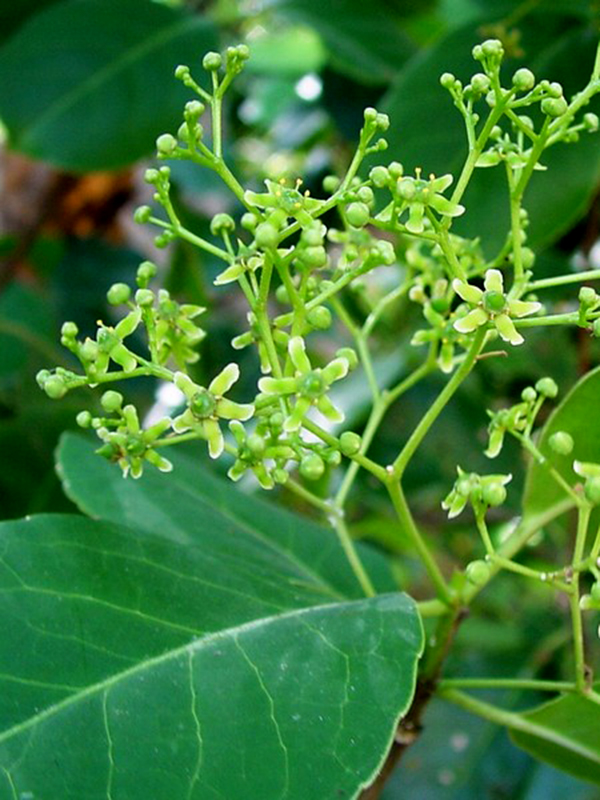 Plantekey
