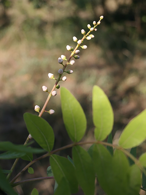 Plantekey